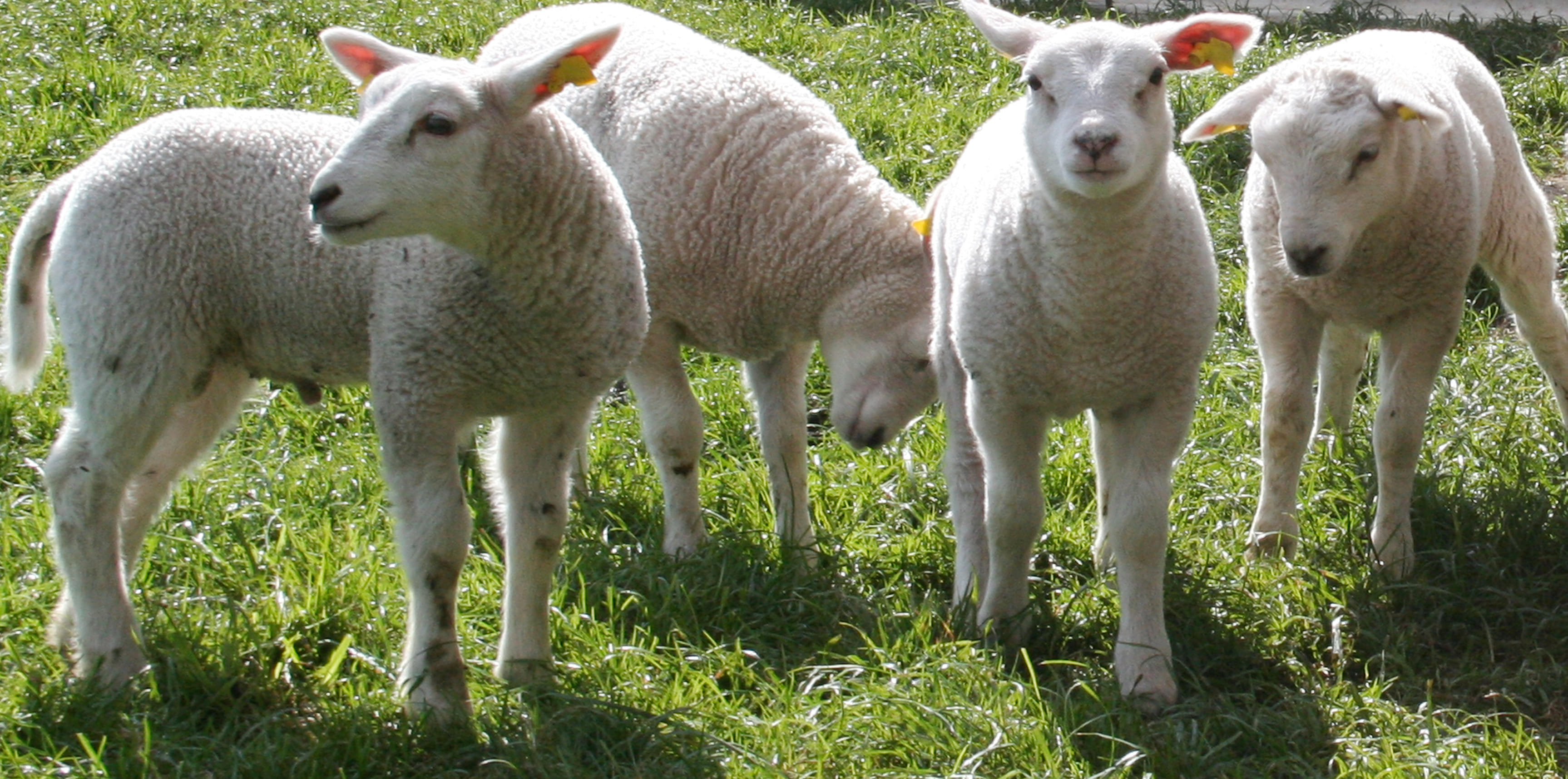 Generieke afbeelding van de achtergrond afbeelding